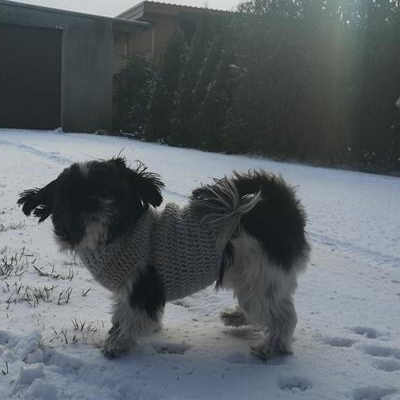 Aleksandra Wróbel - 1 - Pies w ubranku